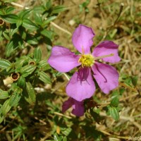 Osbeckia parvifolia Arn.